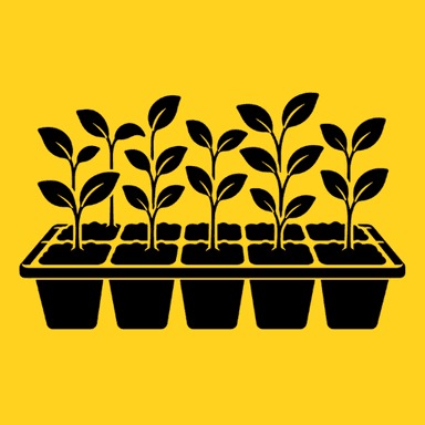 Vegetable Seedlings