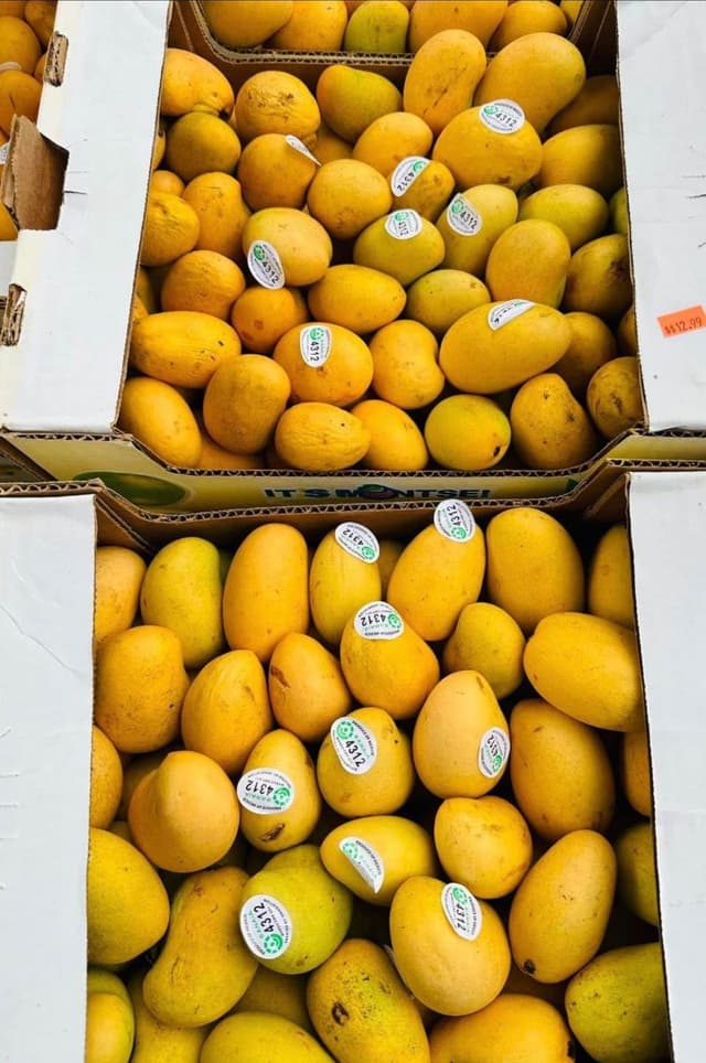 Sweet mango 16 ct