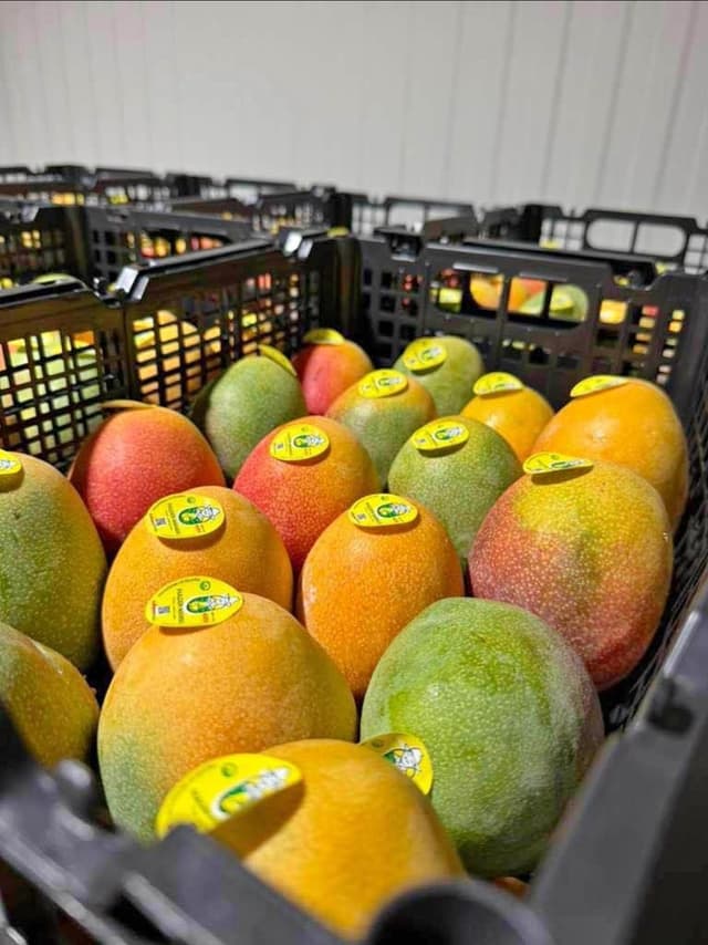 Fresh Mango 🥭  in boxes